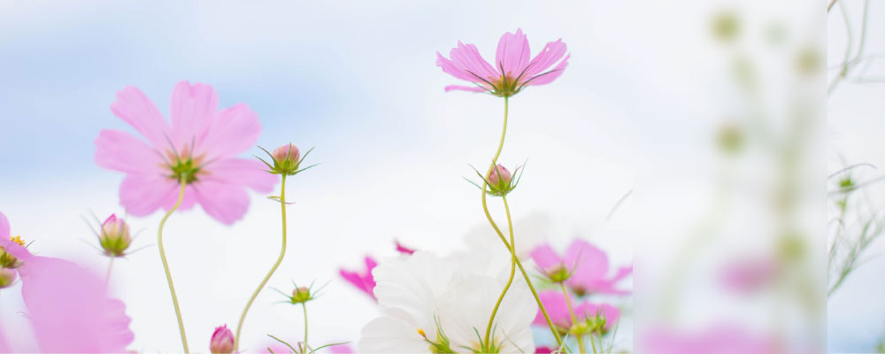 ロッヂB&Wコスモス